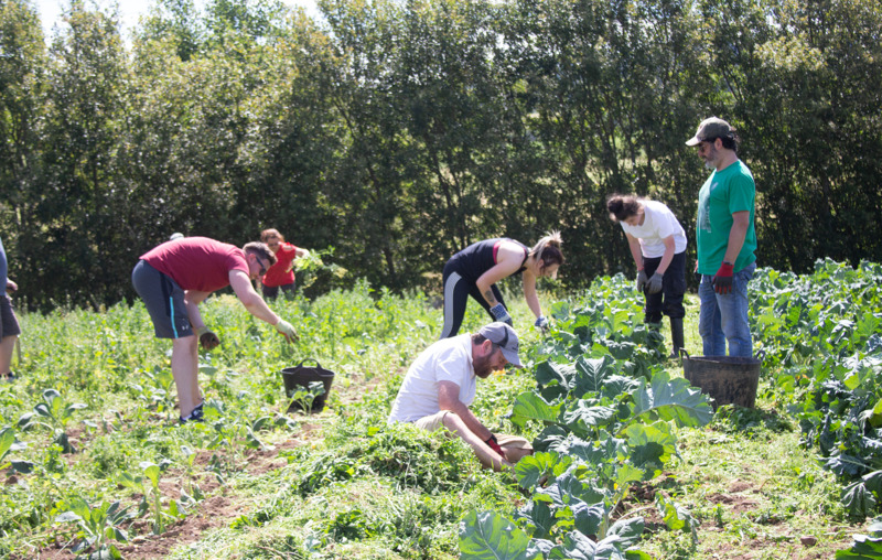 corporate volunteers cyrenians farm