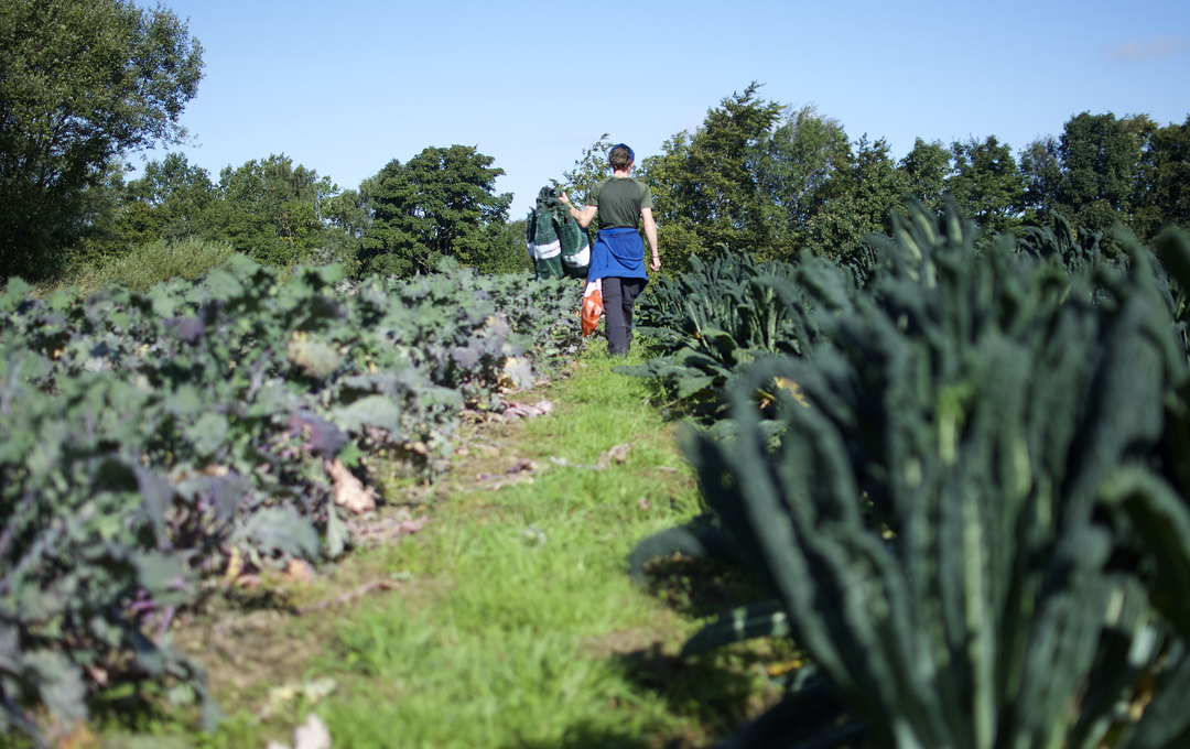 farm volunteer harvesting