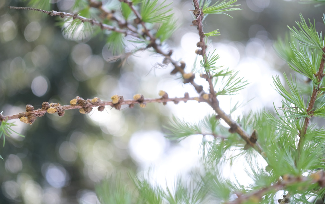 trees botanics