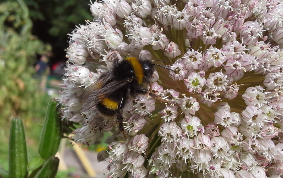 A bee lands on a flower in the Community Garden