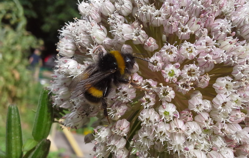 A bee lands on a flower in the Community Garden