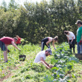 Farm corporate volunteers 2018
