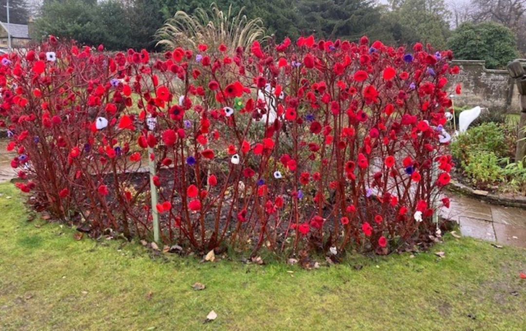 Dollar Park poppies 1