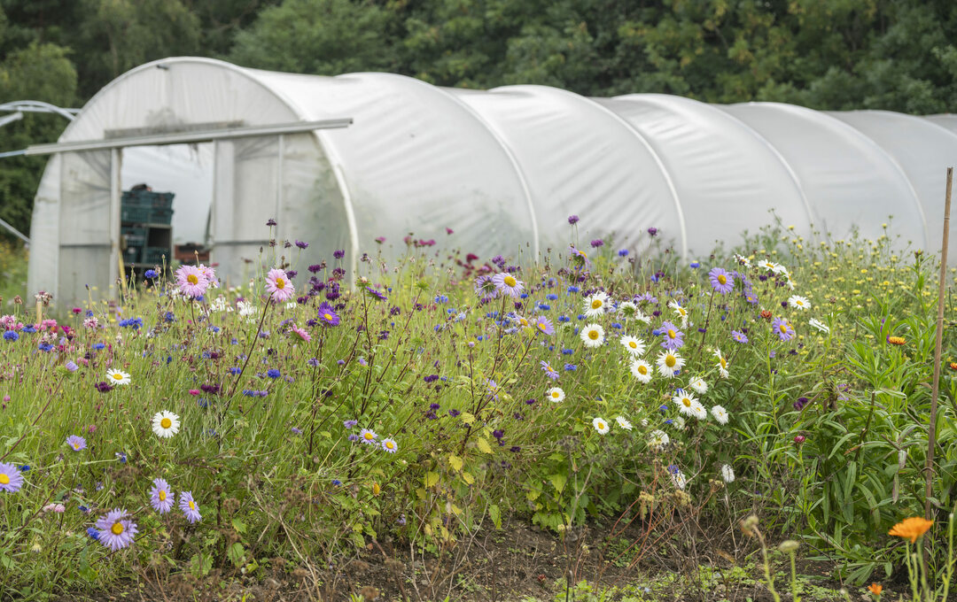 Flowers Polytunnel