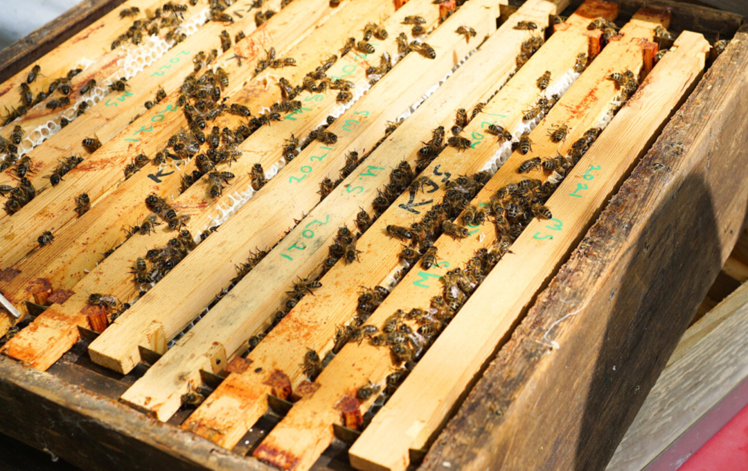 bees bee